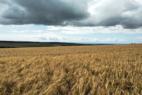 Farm / field